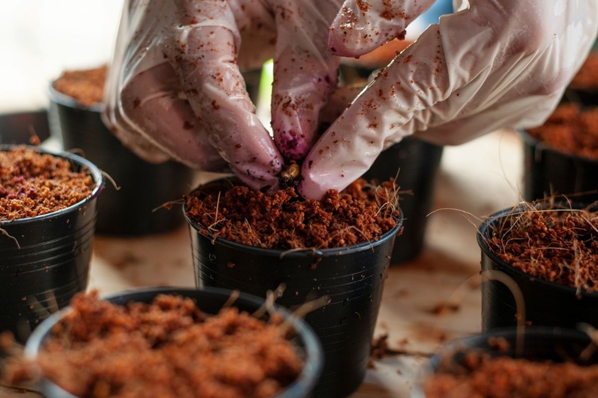 sabut kelapa untuk media hidroponik sayuran